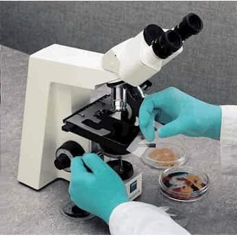 SHOWA Latex Gloves, 5 mil, large